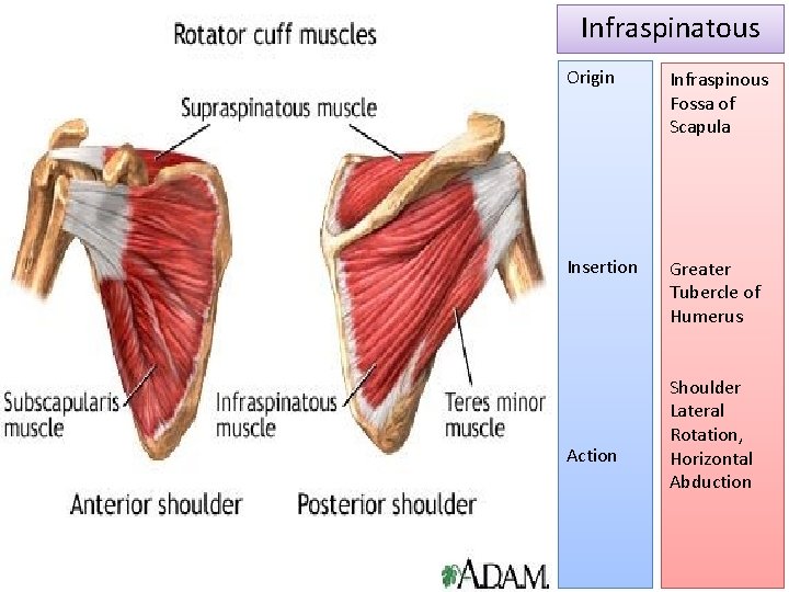 Infraspinatous Origin Infraspinous Fossa of Scapula Insertion Greater Tubercle of Humerus Action Shoulder Lateral