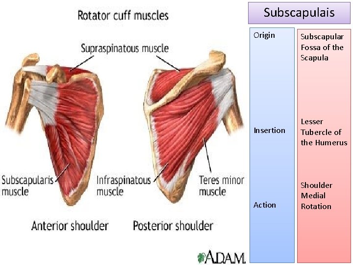 Subscapulais Origin Insertion Action Subscapular Fossa of the Scapula Lesser Tubercle of the Humerus