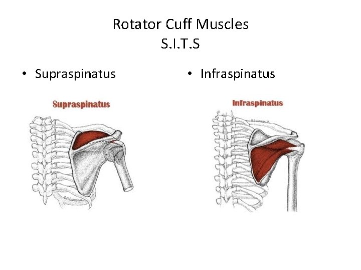 Rotator Cuff Muscles S. I. T. S • Supraspinatus • Infraspinatus 