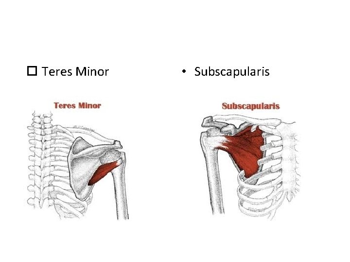  Teres Minor • Subscapularis 