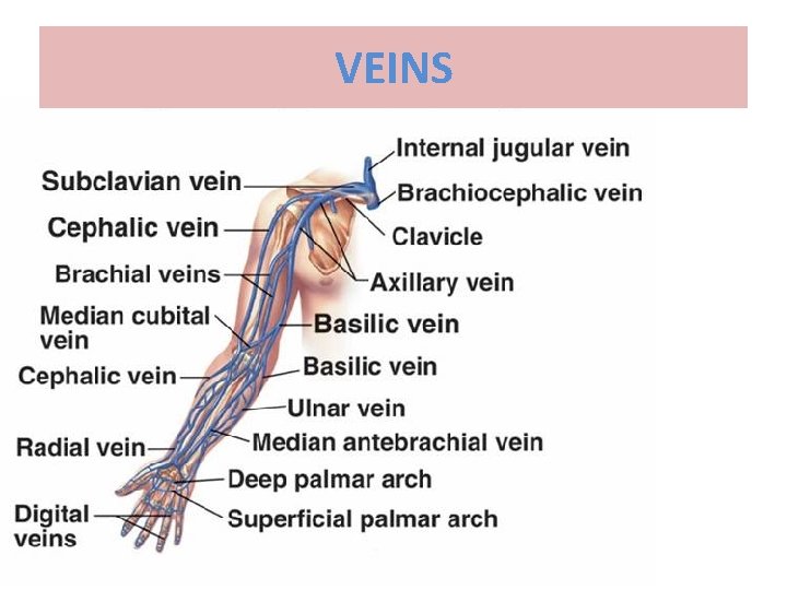 VEINS 