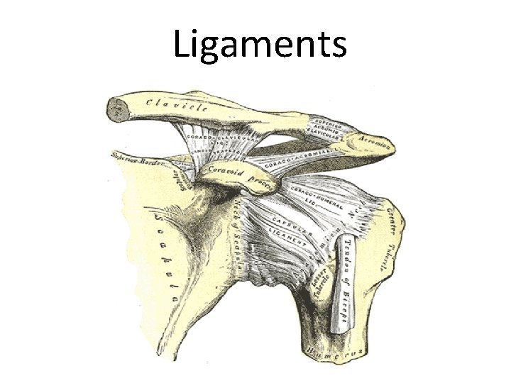 Ligaments 