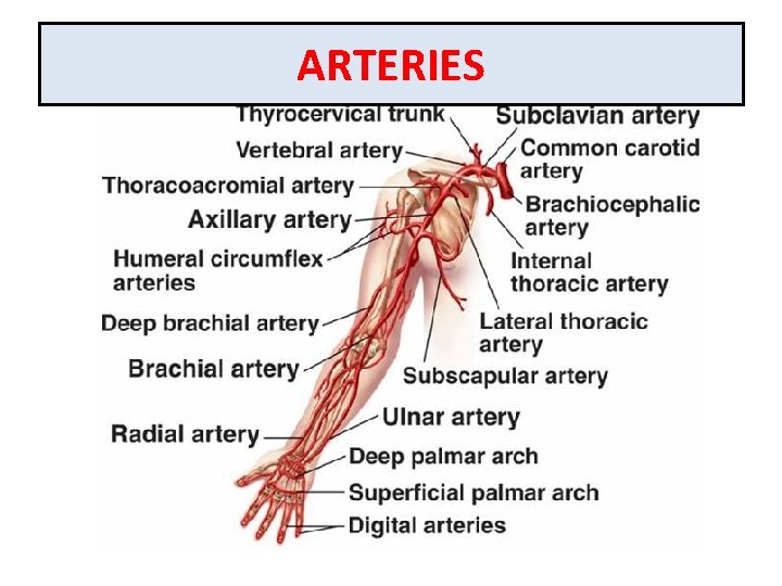 ARTERIES 