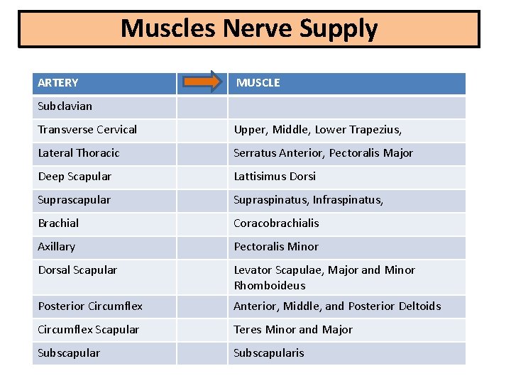 Muscles Nerve Supply ARTERY MUSCLE Subclavian Transverse Cervical Upper, Middle, Lower Trapezius, Lateral Thoracic