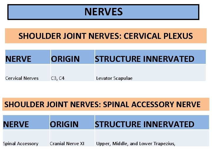 NERVES SHOULDER JOINT NERVES: CERVICAL PLEXUS NERVE ORIGIN STRUCTURE INNERVATED Cervical Nerves C 3,