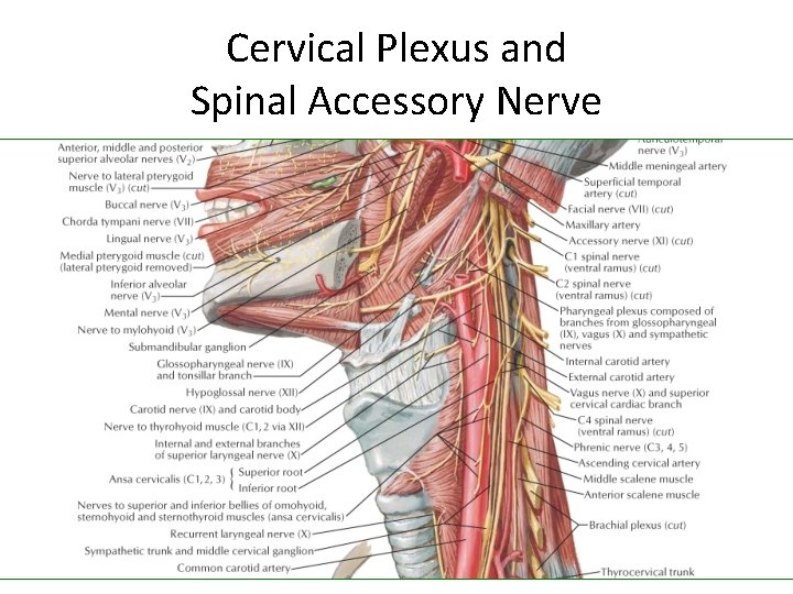 Cervical Plexus and Spinal Accessory Nerve 