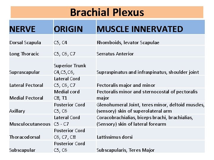 Brachial Plexus NERVE ORIGIN MUSCLE INNERVATED Dorsal Scapula C 5, C 4 Rhomboids, levator