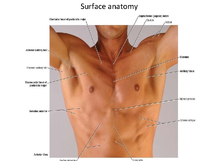 Surface anatomy 