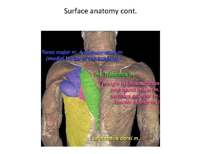 Surface anatomy cont. 