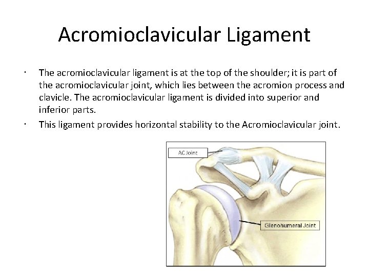 Acromioclavicular Ligament The acromioclavicular ligament is at the top of the shoulder; it is