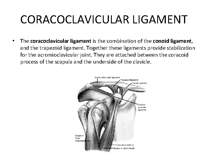 CORACOCLAVICULAR LIGAMENT • The coracoclavicular ligament is the combination of the conoid ligament, and