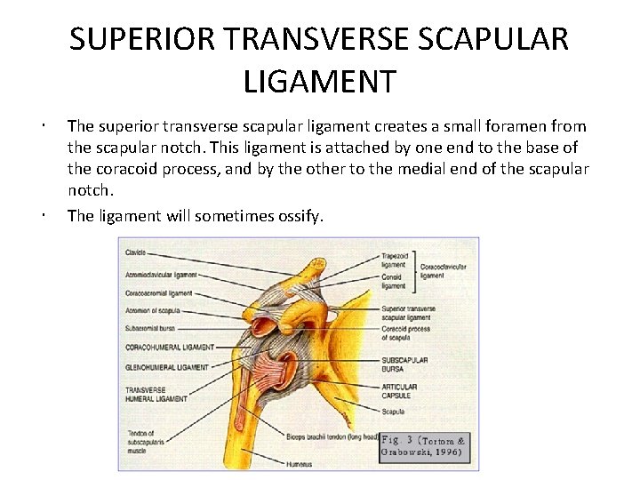 SUPERIOR TRANSVERSE SCAPULAR LIGAMENT The superior transverse scapular ligament creates a small foramen from