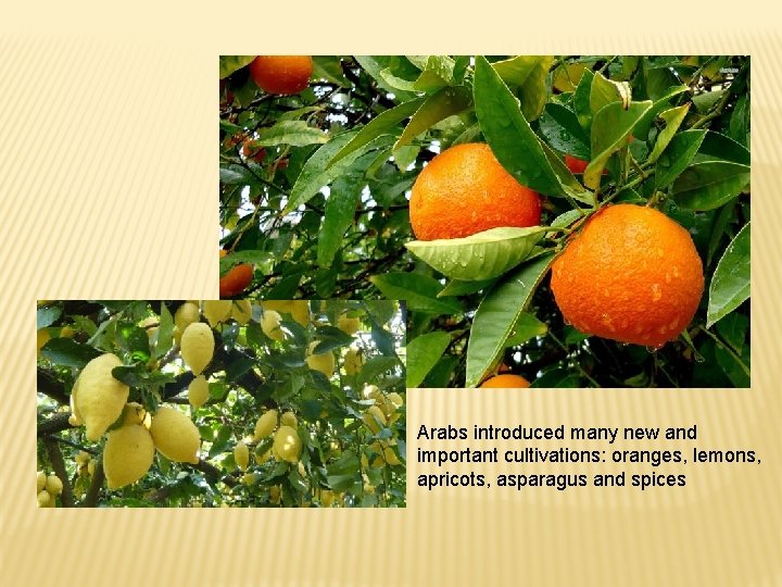 Arabs introduced many new and important cultivations: oranges, lemons, apricots, asparagus and spices 