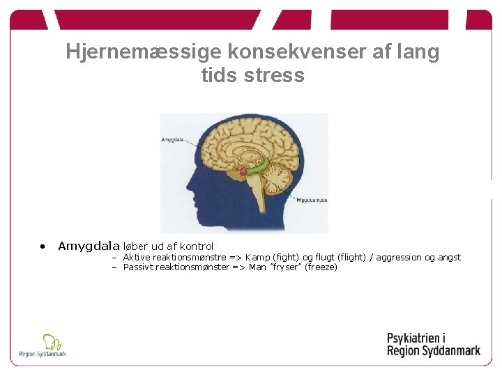 Hjernemæssige konsekvenser af lang tids stress • Amygdala løber ud af kontrol – Aktive