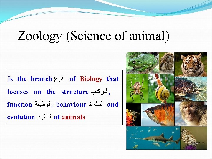 Zoology (Science of animal) Is the branch ﻓﺮﻉ of Biology that focuses on the