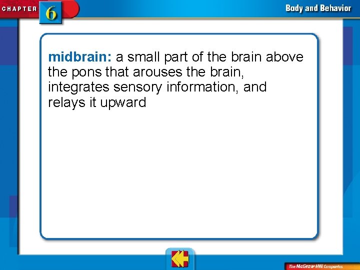 midbrain: a small part of the brain above the pons that arouses the brain,