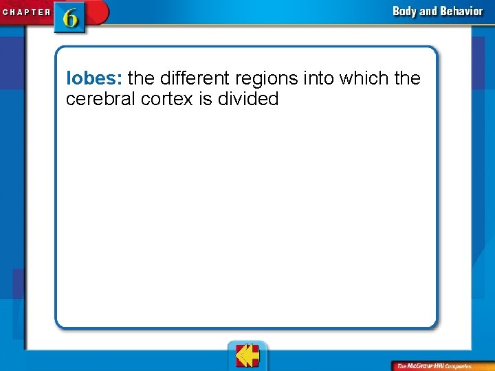 lobes: the different regions into which the cerebral cortex is divided 