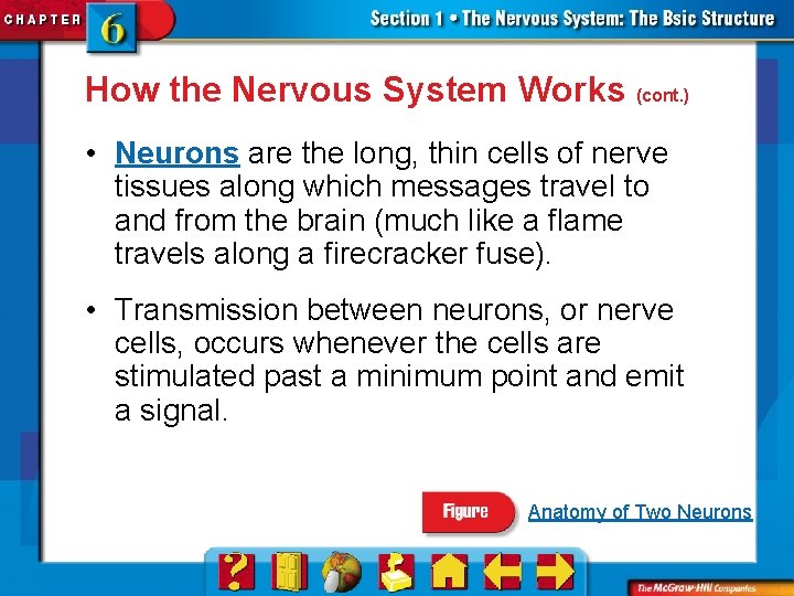 How the Nervous System Works (cont. ) • Neurons are the long, thin cells