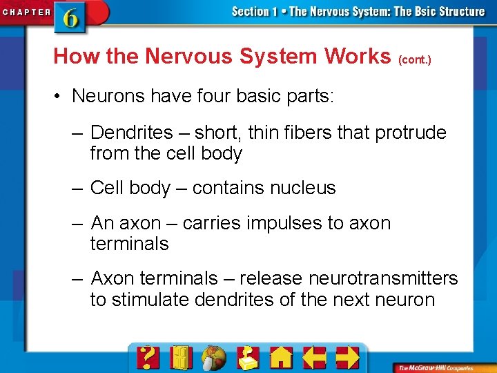 How the Nervous System Works (cont. ) • Neurons have four basic parts: –