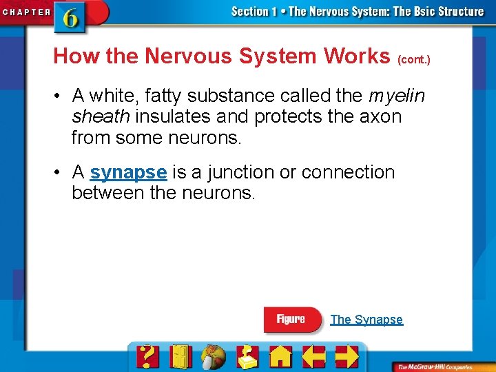 How the Nervous System Works (cont. ) • A white, fatty substance called the