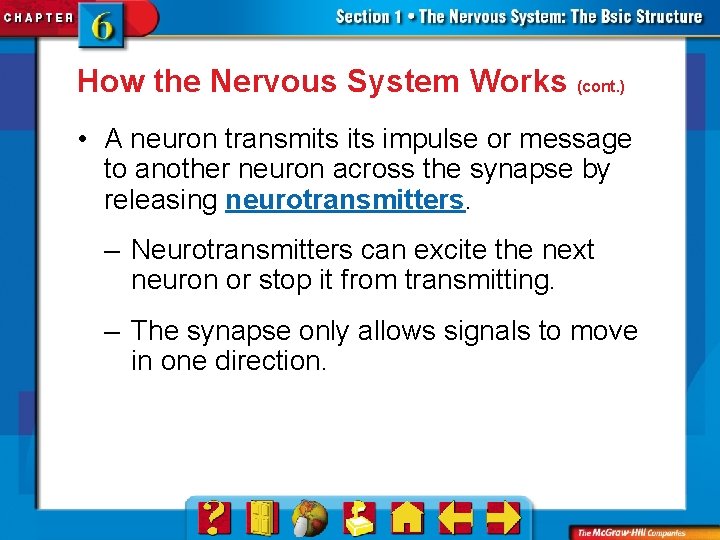 How the Nervous System Works (cont. ) • A neuron transmits impulse or message