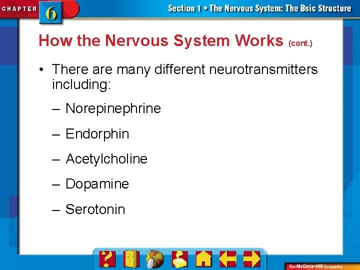 How the Nervous System Works (cont. ) • There are many different neurotransmitters including: