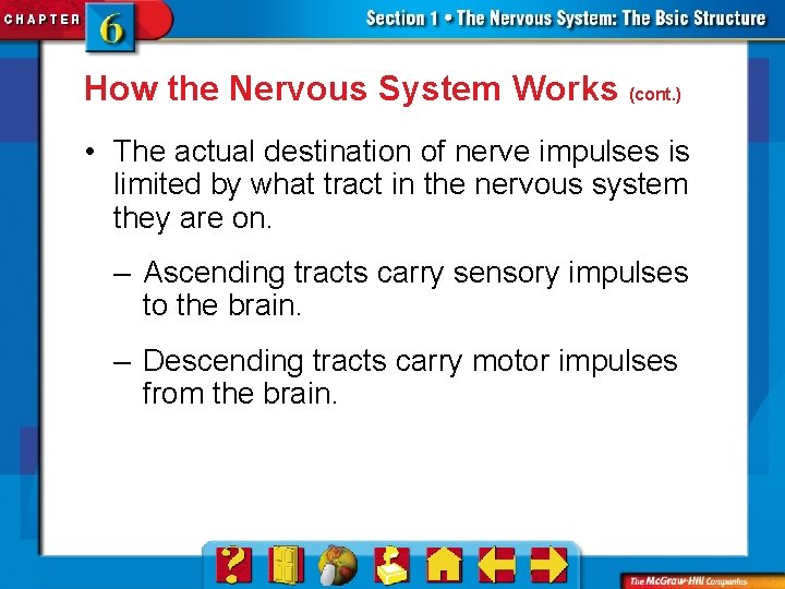 How the Nervous System Works (cont. ) • The actual destination of nerve impulses