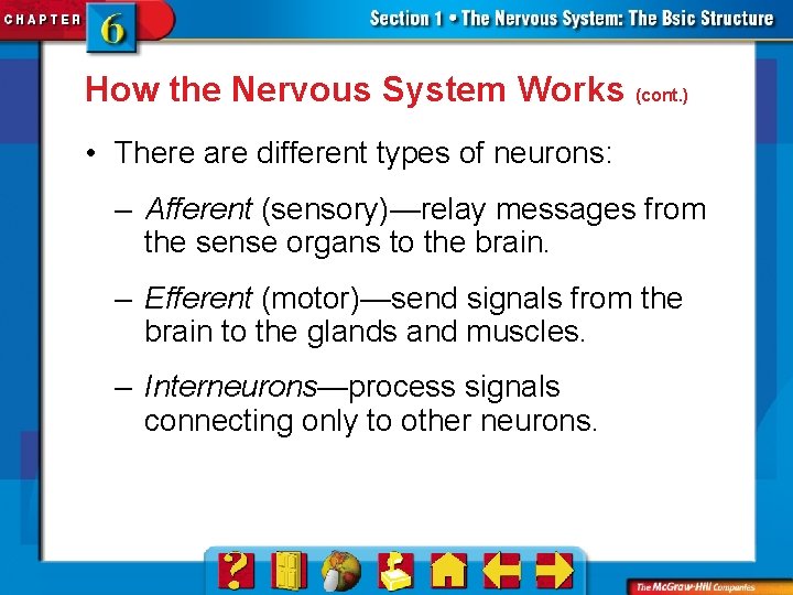 How the Nervous System Works (cont. ) • There are different types of neurons: