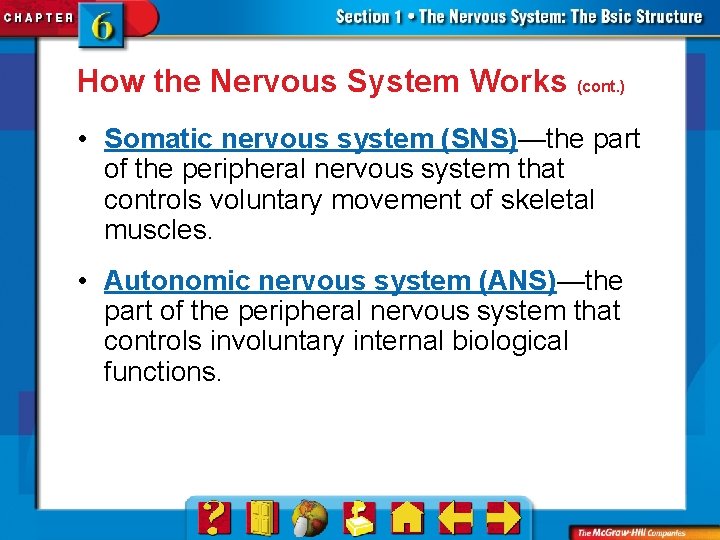 How the Nervous System Works (cont. ) • Somatic nervous system (SNS)—the part of