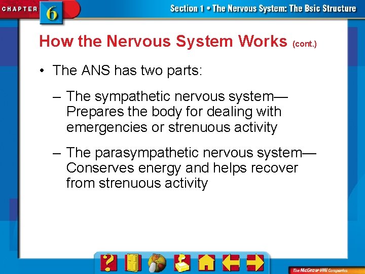 How the Nervous System Works (cont. ) • The ANS has two parts: –