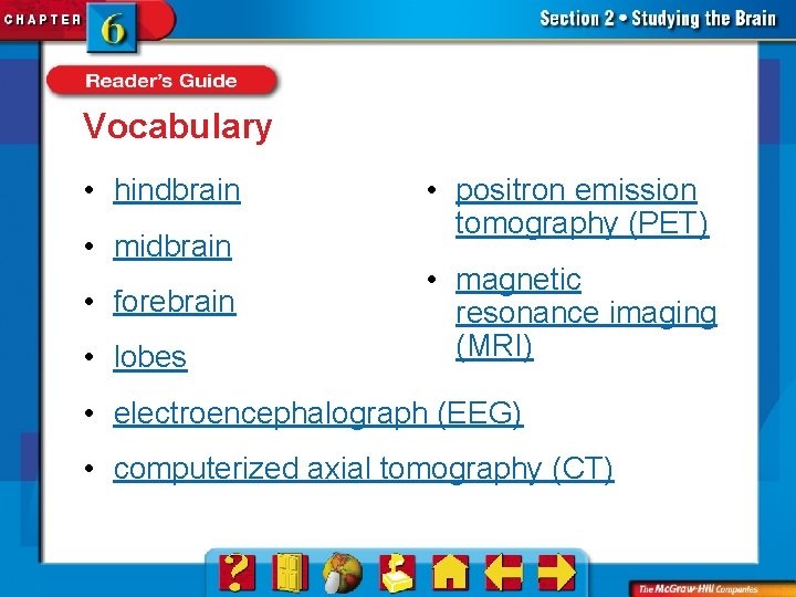 Vocabulary • hindbrain • midbrain • forebrain • lobes • positron emission tomography (PET)