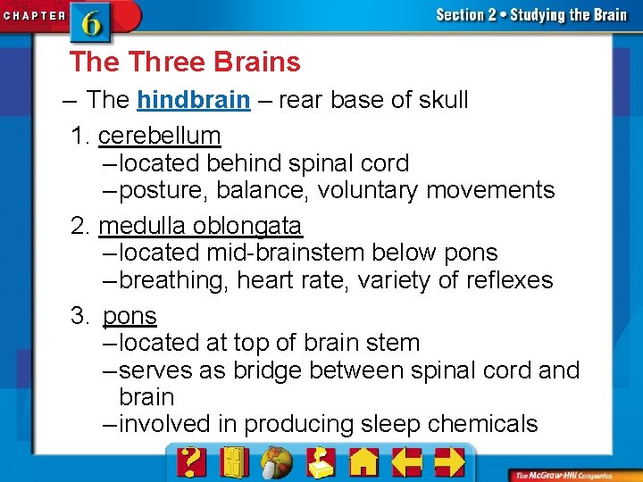 The Three Brains – The hindbrain – rear base of skull 1. cerebellum –