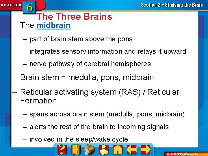 The Three Brains – The midbrain – part of brain stem above the pons