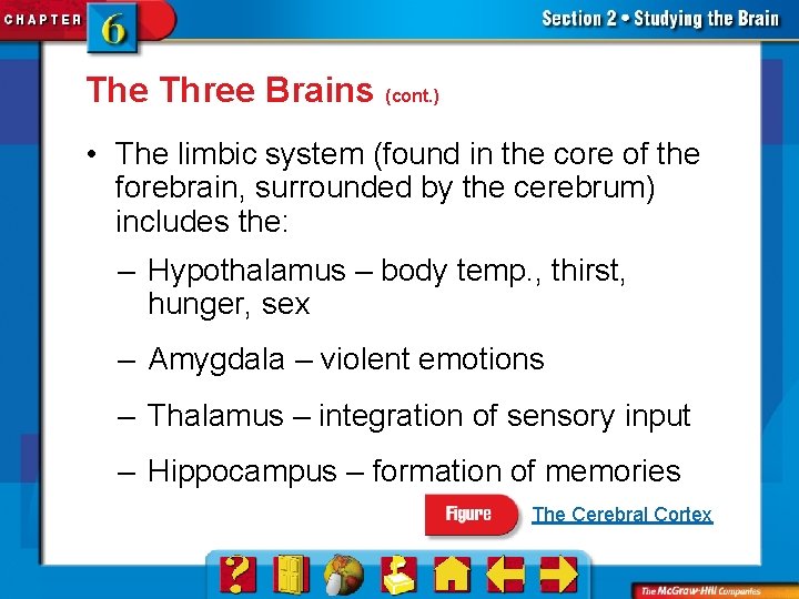 The Three Brains (cont. ) • The limbic system (found in the core of