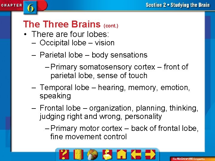 The Three Brains (cont. ) • There are four lobes: – Occipital lobe –