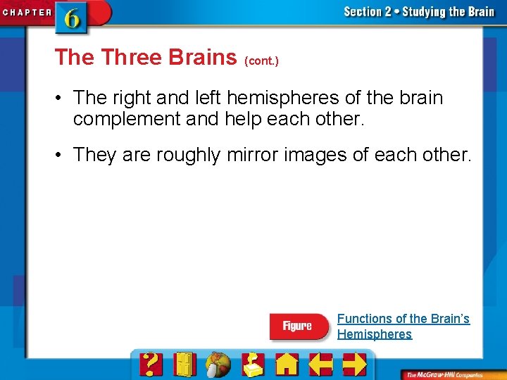 The Three Brains (cont. ) • The right and left hemispheres of the brain