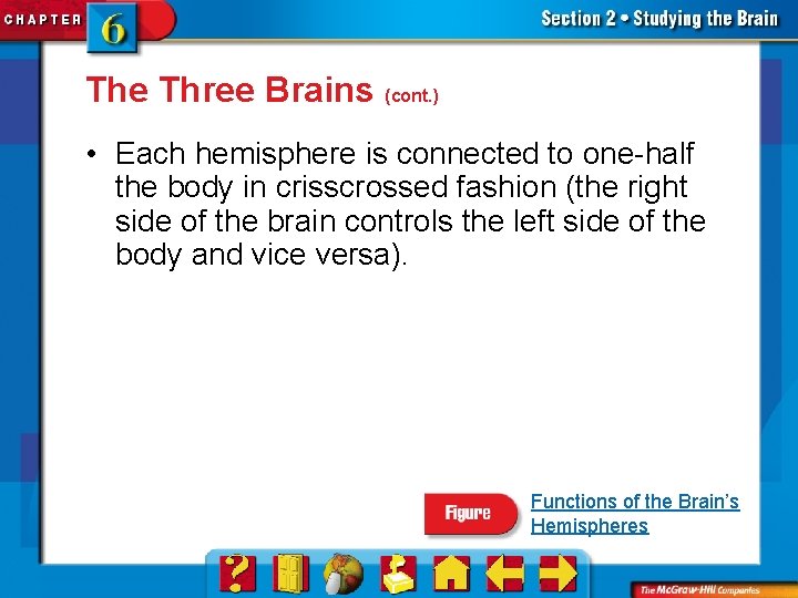 The Three Brains (cont. ) • Each hemisphere is connected to one-half the body