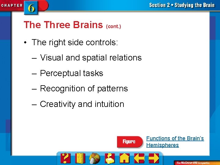 The Three Brains (cont. ) • The right side controls: – Visual and spatial