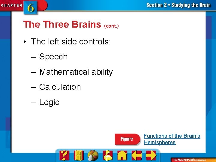 The Three Brains (cont. ) • The left side controls: – Speech – Mathematical