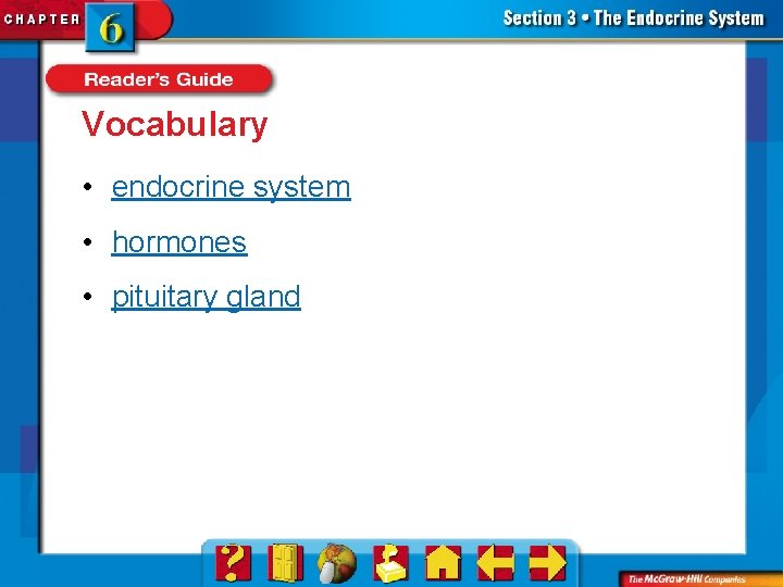 Vocabulary • endocrine system • hormones • pituitary gland 