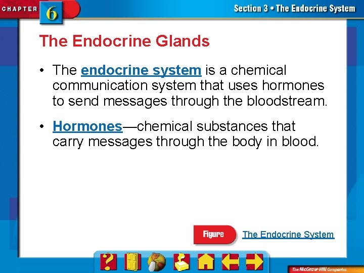 The Endocrine Glands • The endocrine system is a chemical communication system that uses