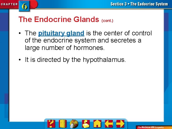 The Endocrine Glands (cont. ) • The pituitary gland is the center of control