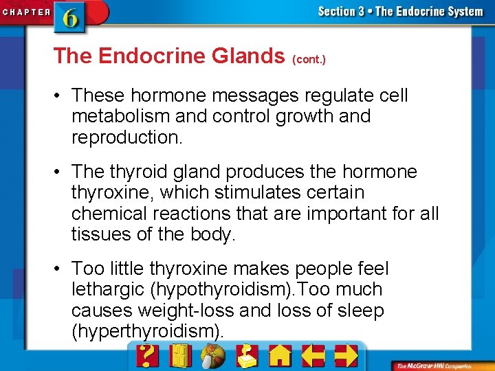 The Endocrine Glands (cont. ) • These hormone messages regulate cell metabolism and control