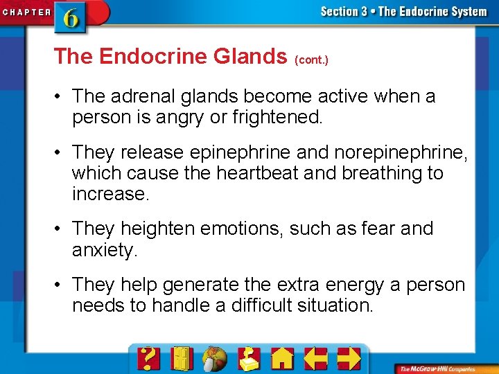 The Endocrine Glands (cont. ) • The adrenal glands become active when a person