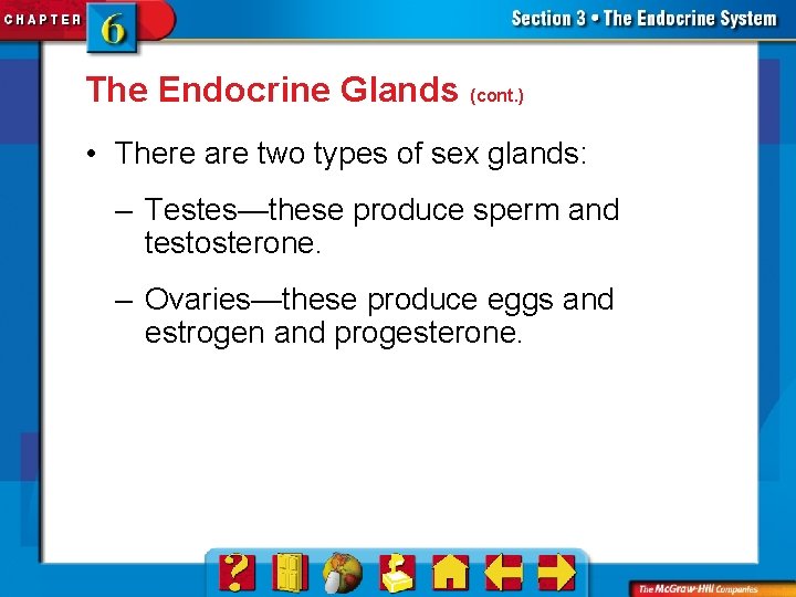 The Endocrine Glands (cont. ) • There are two types of sex glands: –