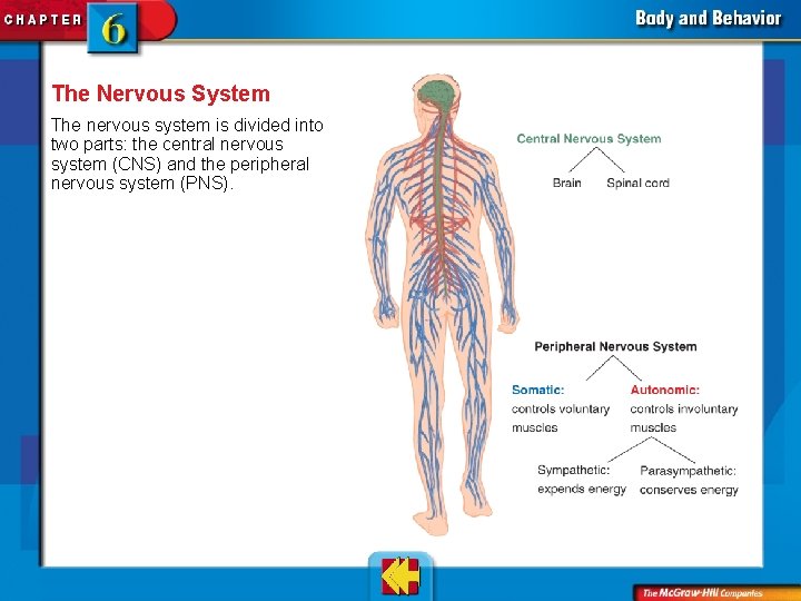The Nervous System The nervous system is divided into two parts: the central nervous