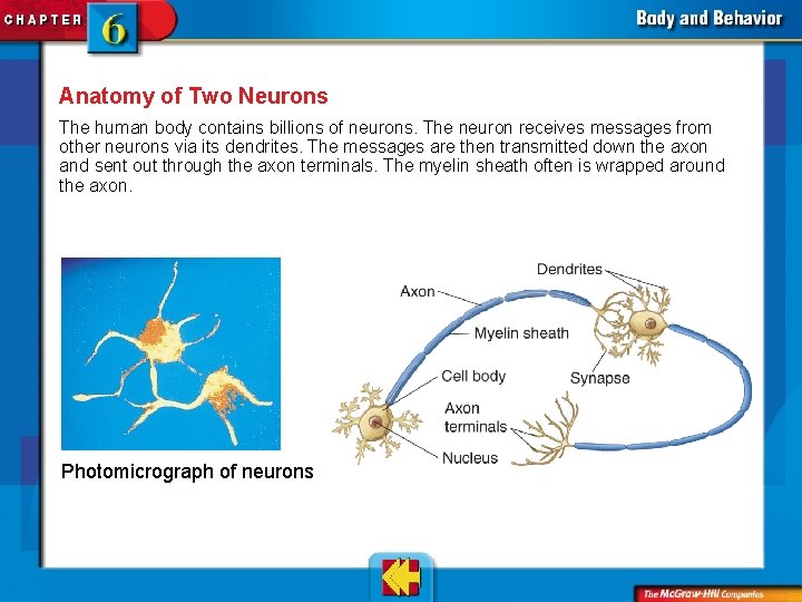 Anatomy of Two Neurons The human body contains billions of neurons. The neuron receives