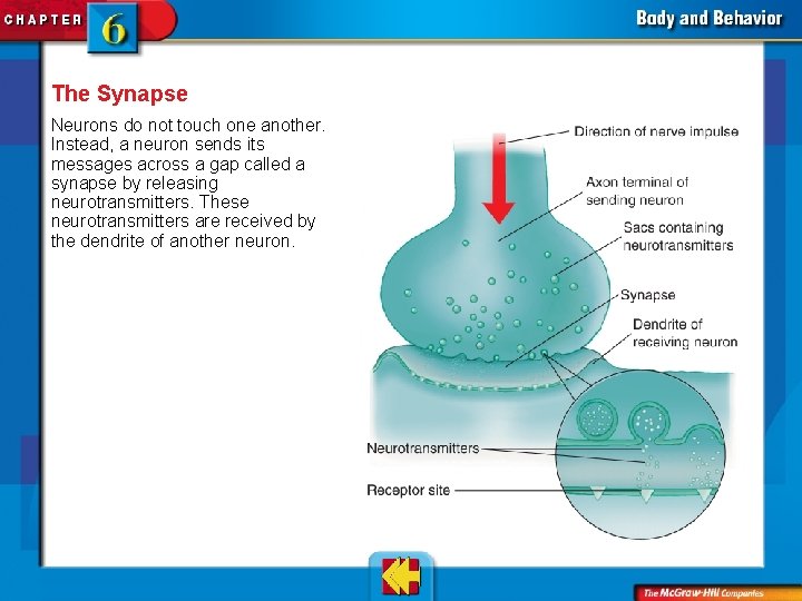 The Synapse Neurons do not touch one another. Instead, a neuron sends its messages