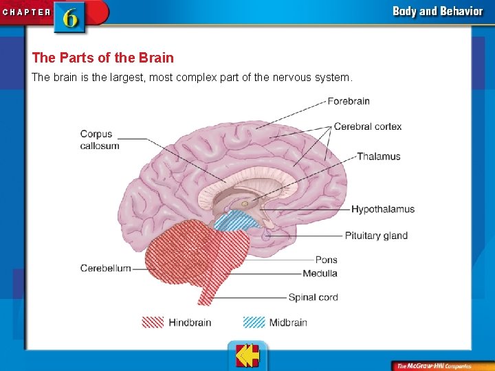 The Parts of the Brain The brain is the largest, most complex part of
