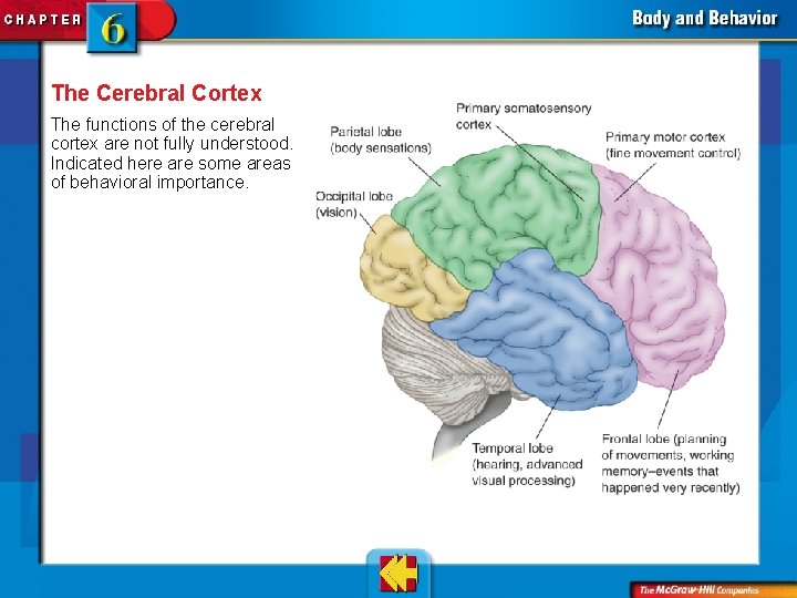 The Cerebral Cortex The functions of the cerebral cortex are not fully understood. Indicated